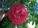 Teresa Targioni Rosea