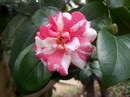 Variagata Plena