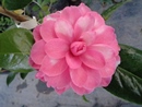 Veiled Beauty