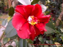 Ville de Nante Red