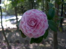 Virginia Franco Rosea