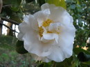 Golden Fleece