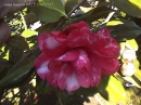 Rosea Superba
