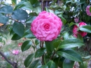 Elizabeth Weaver Var.