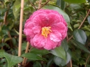 Vendrine