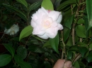 Desconhecidas