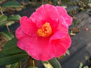 Reticulata (espécie botánica)