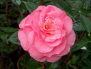 Rosa Mary