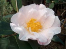 Sally Christine (ret)