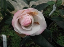 Sung Jie