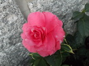 Valentine Day Var.