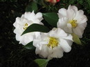 White Reticulata