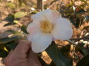 Apple Blossom