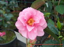 Pink Dalia (hyb)