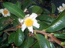 C. Crapnelliana