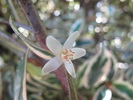 Cleyera Japónica Tricolor