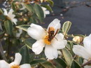 C. Saluenensis