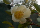 Stewartia Sinensis Pseudokamelie