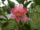 Choji Guruma