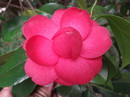 Guerneria