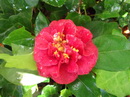 Heteroclita Coccinea