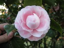 Imperial Lusitana
