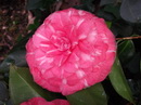 Lusitaniae Regina