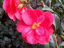 Magnoliaeflora Rubra