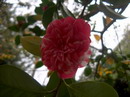 Majestosa de Villar