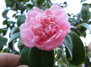 Peonia Rosea Portuensis