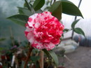 Peonia Superba