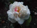 Pomponia Grandiflora Portuensis