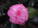Urania ( Fiaes)