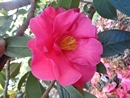 CAMELIAS FLAVIUS PARK 2018